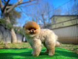 Aa Kalite Safkan  Pomeranian Oğlumuz