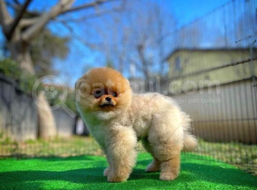 Aa Kalite Safkan  Pomeranian Oğlumuz görsel