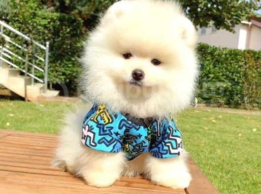 Safkan Teddy Bear Pomeranian Yavrularımız görsel