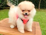 Safkan Teddy Bear Pomeranian Yavrularımız
