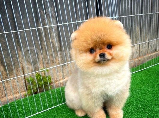 Aa Kalite Safkan  Pomeranian Oğlumuz görsel