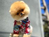 Aa Kalite Safkan  Pomeranian Oğlumuz