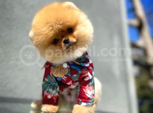 Aa Kalite Safkan  Pomeranian Oğlumuz görsel