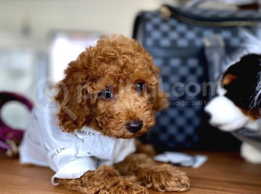 Ev İçi̇n Aranan En İyi̇ Irk Toy Poodle Oğlumuz görsel