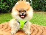 Safkan Teddy Bear Pomeranian Yavrularımız