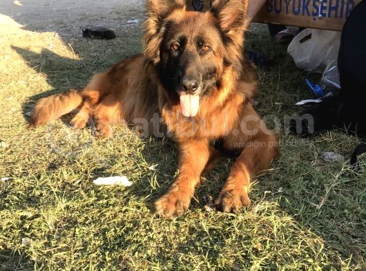 Showline Yavrularım görsel