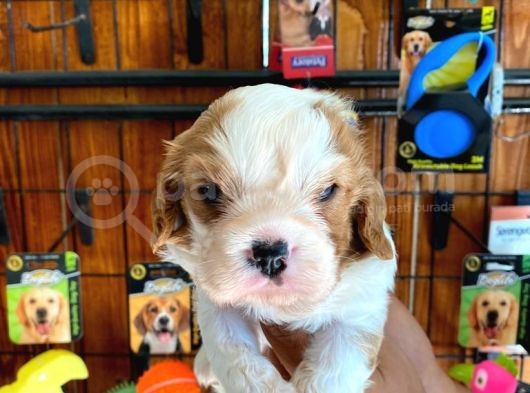 Dünya Güzeli̇ Cavalier King Charles Yavrularımız