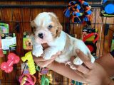 Dünya Güzeli̇ Cavalier King Charles Yavrularımız