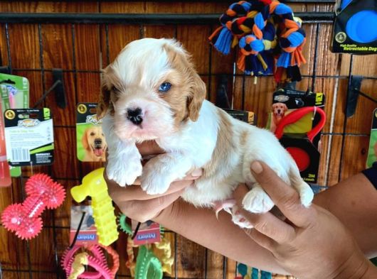 Dünya Güzeli̇ Cavalier King Charles Yavrularımız görsel