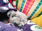 Scottish Yavru Kedi