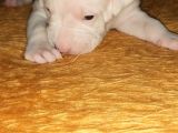 Safkan Orjinal Dogo Argentino Yavrular