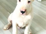 Safkan Orjinal Dogo Argentino Yavrular