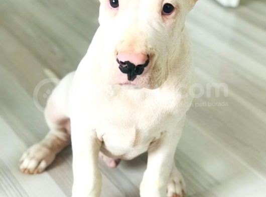 Safkan Orjinal Dogo Argentino Yavrular