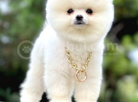 Ayıcık Surat Boo Pomeranian Yavrular görsel