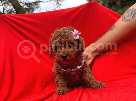 Dişi Erkek Red Brown Toy Poodle Yavrular görsel