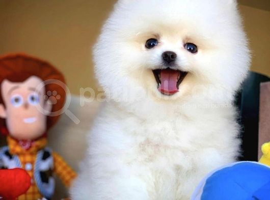 Teddy Bear Pomerani̇an Boo Oğlumuz Boby görsel