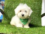 Maltese Orjinal Mini Boy Küt Burun Yavrular