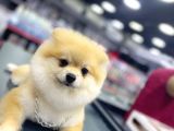 5 Aylık Pomeranian Boo Oglumuz