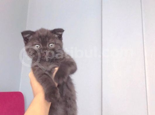Orjinal Scottish Fold görsel