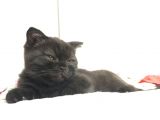 Orjinal Scottish Fold