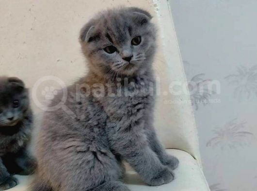 Güzel Annemiz Bebeklerimiz görsel