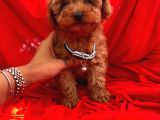 Red Brown Toy Poodle Yavrular