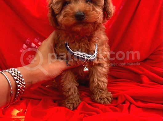 Red Brown Toy Poodle Yavrular görsel