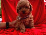 Red Brown Toy Poodle Yavrular