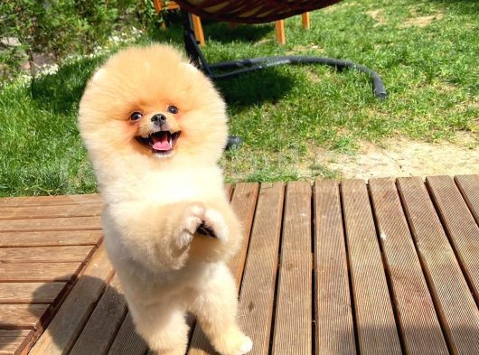 Ayı Surat Pomeranian Boo Yavrularımız görsel
