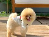 Ayı Surat Pomeranian Boo Yavrularımız