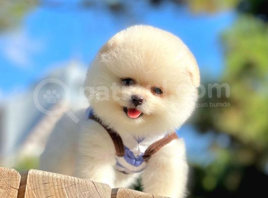 Karbeyaz Ayıcık Boo Pomeranian Yavrular görsel