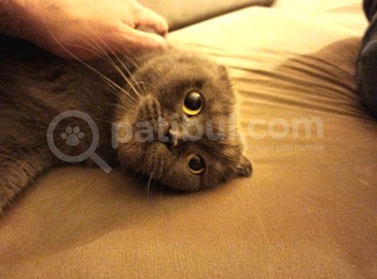 63 Günlük Beyaz Minik Yeni Yuvasını Arıyor görsel