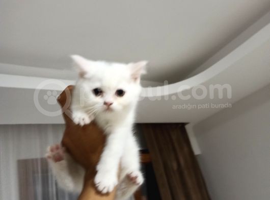 63 Günlük Beyaz Minik Yeni Yuvasını Arıyor