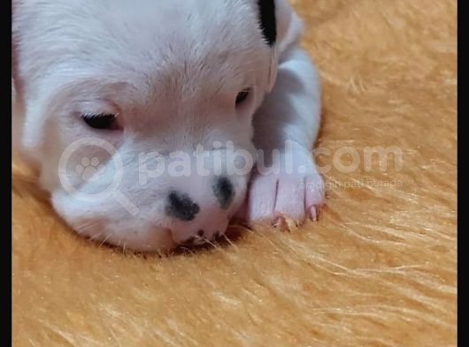 Üst Sınıf A Kalite Dogo Yavrularımız görsel