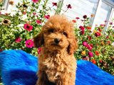 Muhteşem Red Toy Poodle Yavrularımız