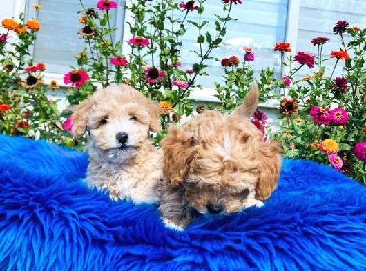 Tatlı Mı Tatlı Akıntılı Toy Poodle Yavrularımız görsel