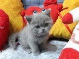 Bri̇ti̇sh Shorthai̇r