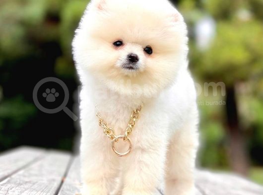 Safkan Pomeranian Teddy Bear Yavrularımız görsel