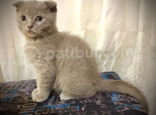 Özel Renk Lilac Ayi Surat Sağlik Ve Irk Garantili görsel