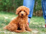 Safkan Toy Poodle Yavrumuz