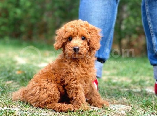 Safkan Toy Poodle Yavrumuz görsel