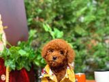 Aa Kalite Toy Poodle Yavrularımız