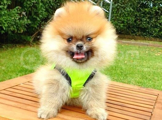Safkan Pomeranian Teddy Bear Yavrularımız görsel