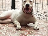 İstanbul Dogo Argentino Yavruları
