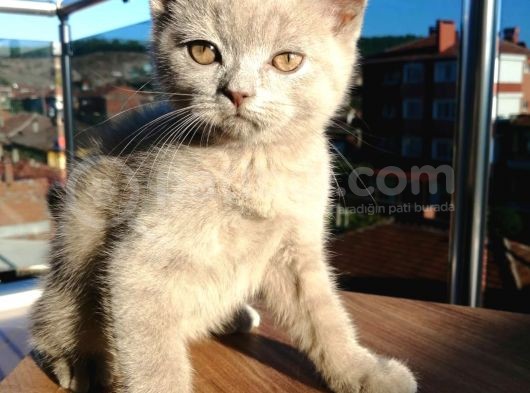 Safkan Secereli Nadir Renk Scottish Fold Ve Scottish Straight Yavrular görsel