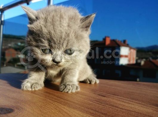 Safkan Secereli Nadir Renk Scottish Fold Ve Scottish Straight Yavrular görsel