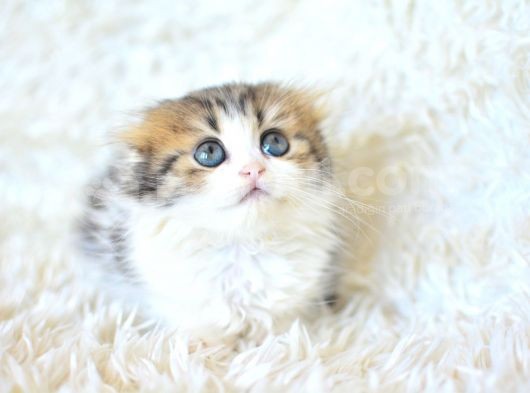 Miniklerimiz Yeni Yuvalarını Arıyor görsel