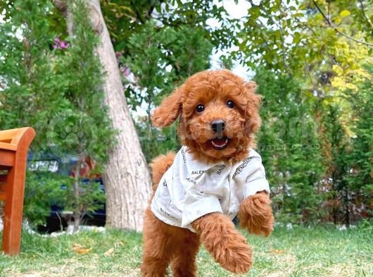 Safkan Toy Poodle Yavrumuz görsel