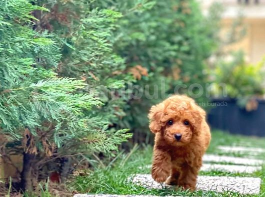 Safkan Toy Poodle Yavrumuz görsel