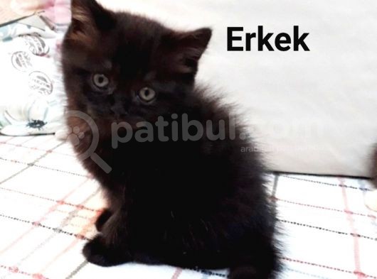İyi Bir Aile Verilecek